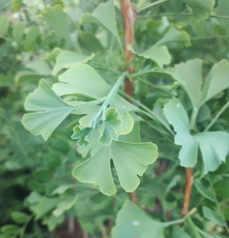 Ginkgo Biloba. Arbol de los 40 escudos. 50-60 cm