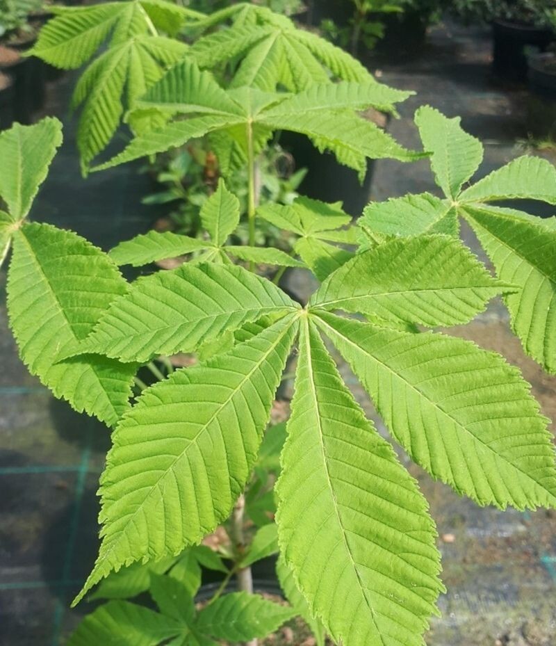 Castaño de Indias. Aesculus hippocastanum. 40-60 cm