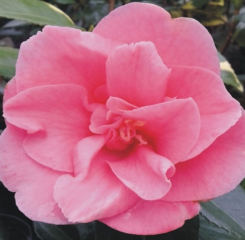 Camellia Japonica Rosa. Planta exterior.  Camelia 30 - 40 cm