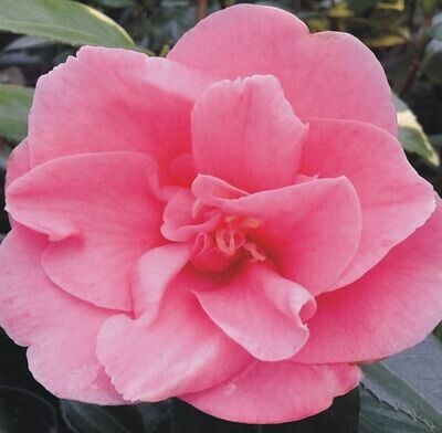 Camellia Japonica Rosa. Planta exterior.  Camelia 30 - 40 cm