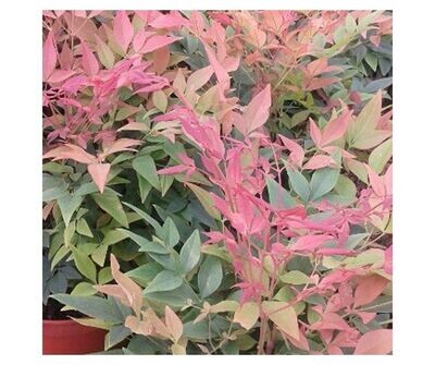 Nandina Domestica. Bambu Sagrado. 20 - 30  cm