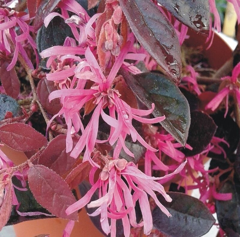 Loropetalo. Loropetalum Fire Dance. 30-40 cm.