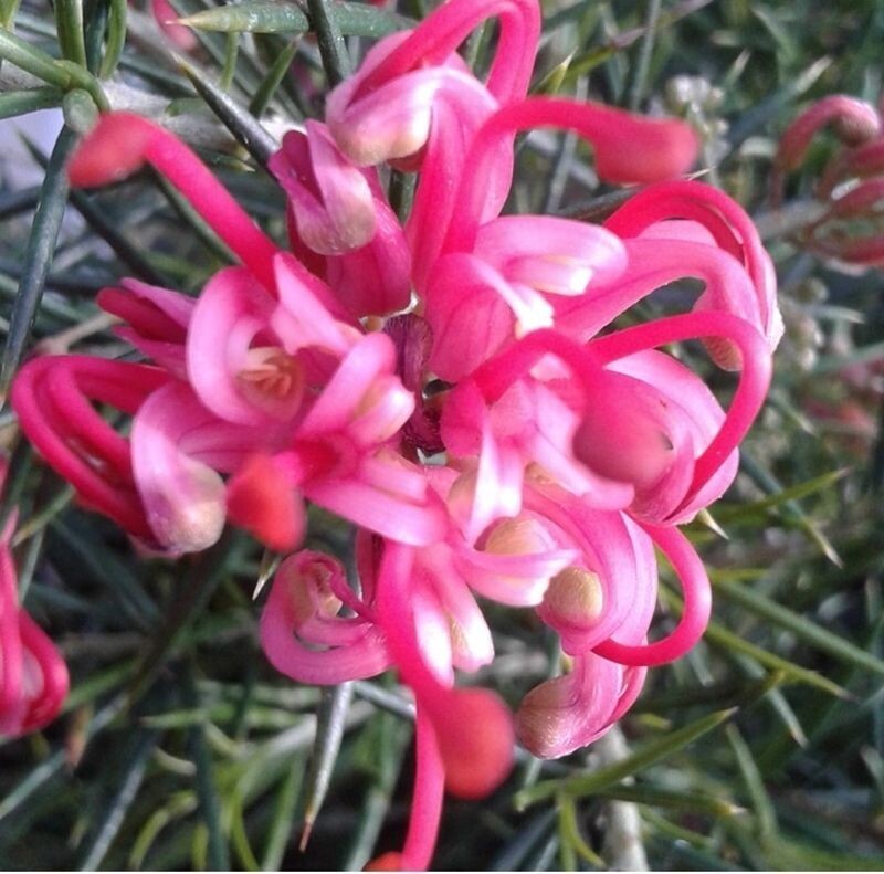 Grevillea Juniperina. Grevillea arbustiva. 20-30 cm