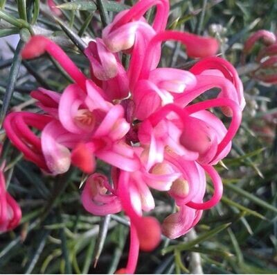 Grevillea Juniperina. Grevillea arbustiva. 20-30 cm