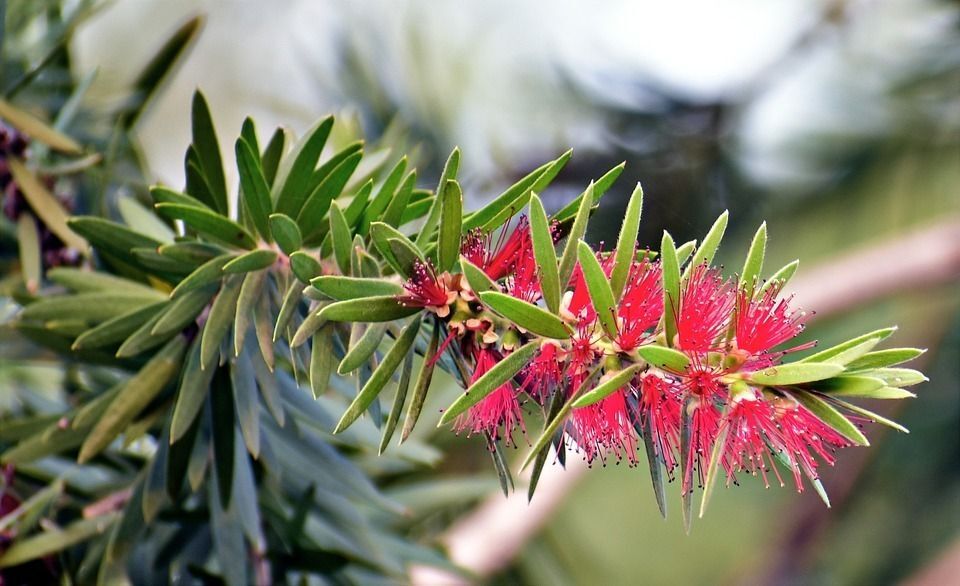 Callistemon Pink. Limpiatubos rosa. 20 - 30 cm