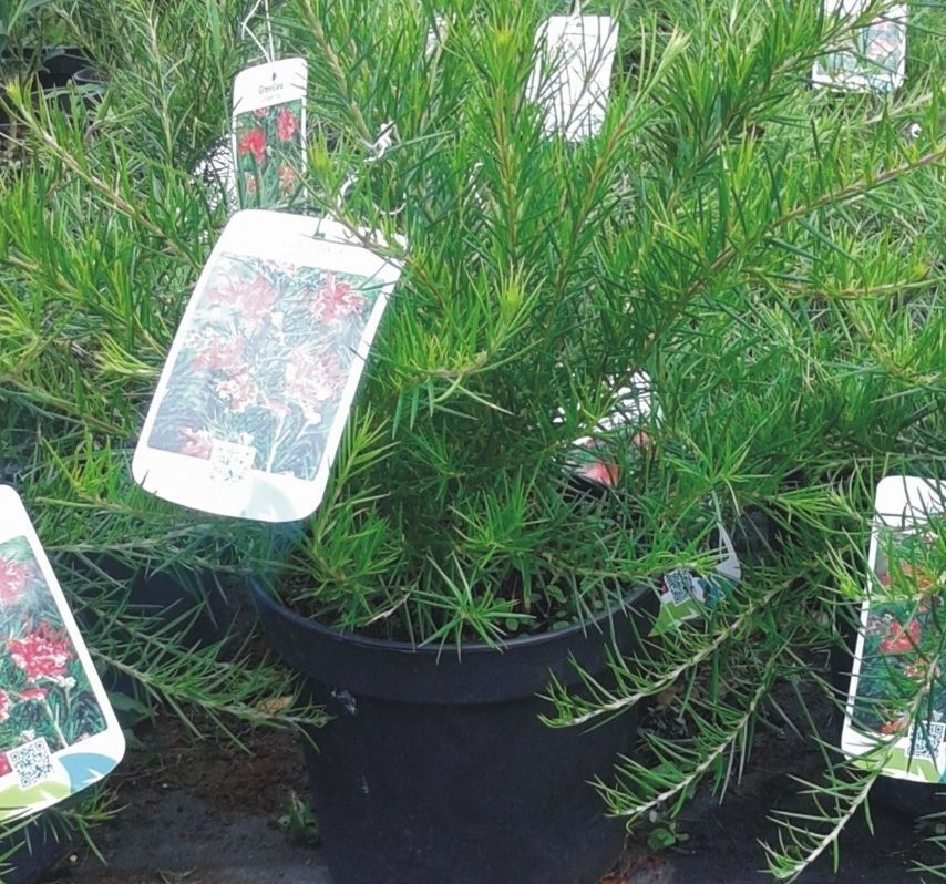Grevillea Juniperina. Grevillea arbustiva. 20-30 cm