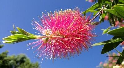 Callistemon Pink. Limpiatubos rosa. 20 - 30 cm