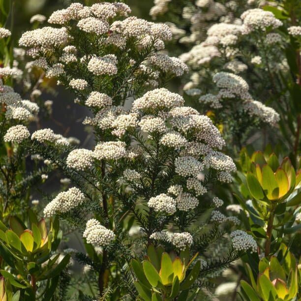 Flor de arroz. Flor de Sago. Ozothamnus. 30-40 cm