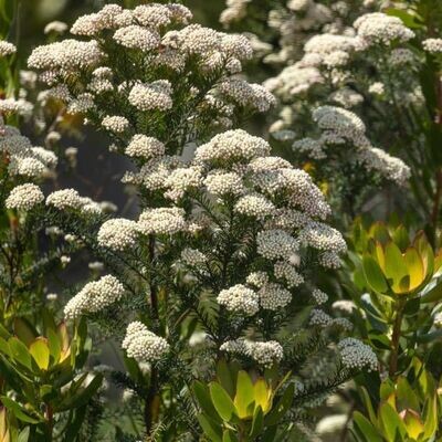 Flor de arroz. Flor de Sago. Ozothamnus. 30-40 cm
