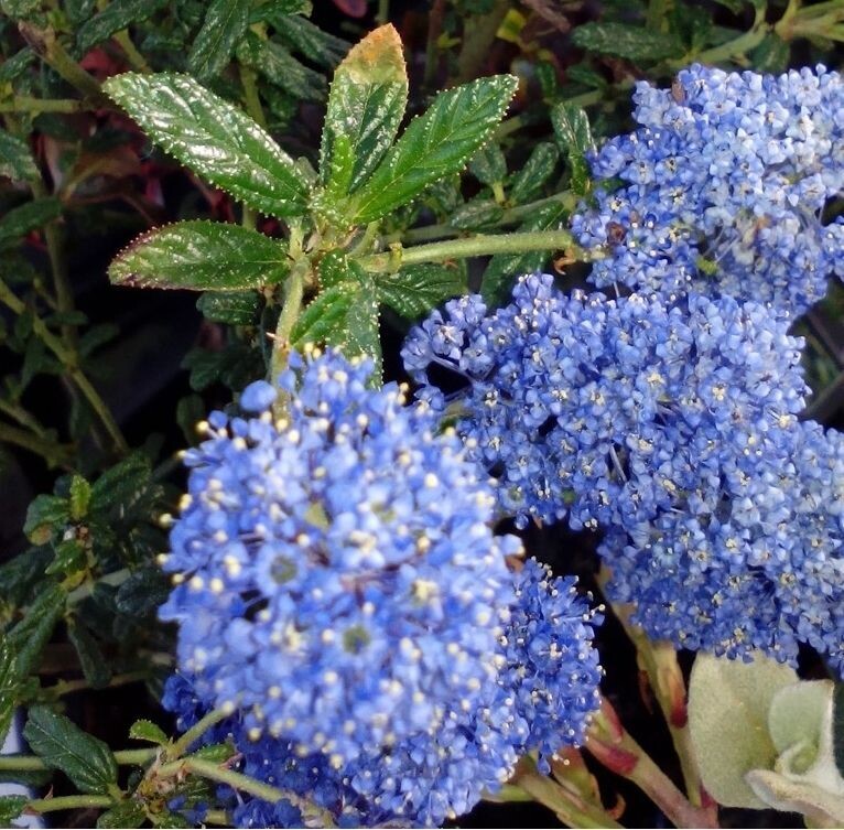Ceanothus repens de flor azul. Ceamoto. 30-40 cm