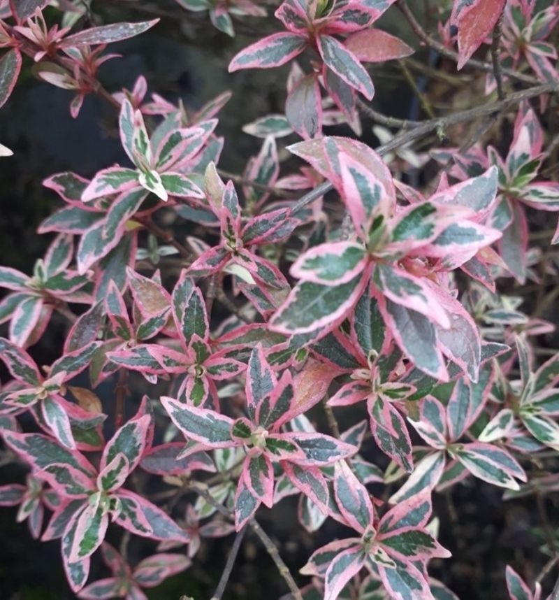 Abelia Variegata. Planta exterior. 30-40 cm