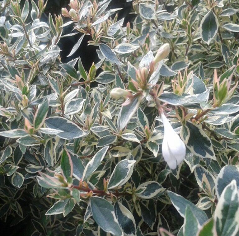 Abelia Variegata. Planta exterior. 30-40 cm