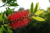 Callistemon Citrinus. Limpiatubos rojo. 30 - 40 cm