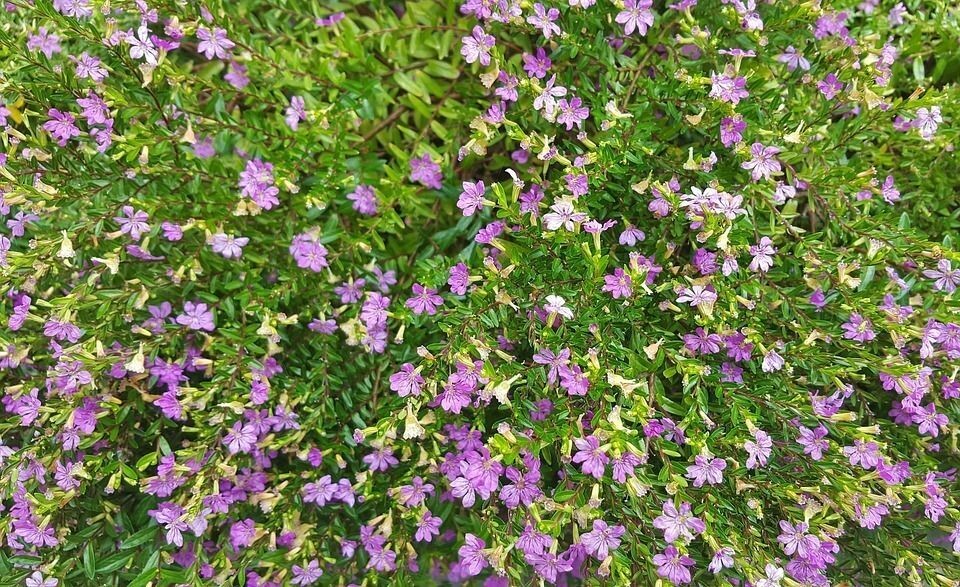 Cuphea hyssopifolia. Cuphea Fucsia. 20-25 cm