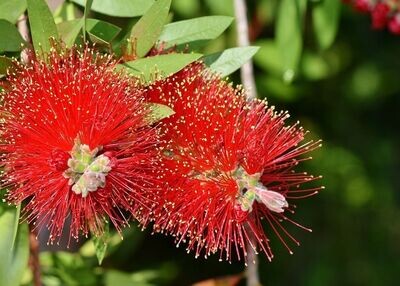 Callistemon Leavis Red. Limpiatubos rojo. 40-50 cm