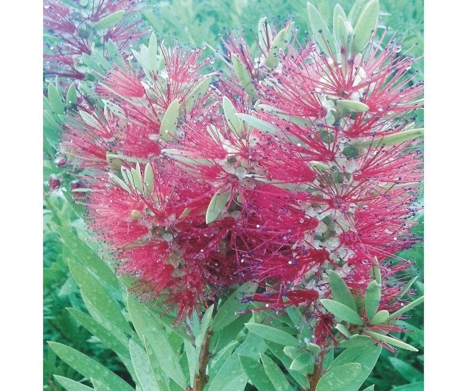 Callistemon Citrinus. Limpiatubos rojo. 30 - 40 cm