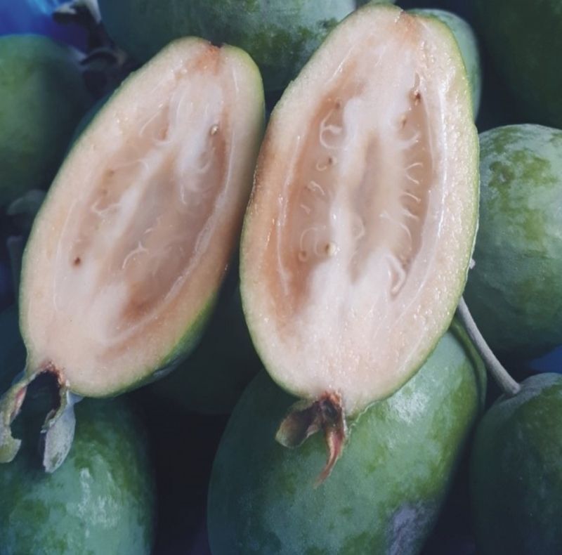 Guayabo del Brasil. Acca sellowiana. Feijoa. 50-60 cm