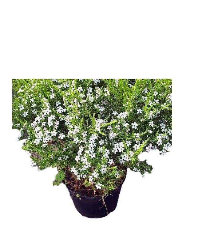 Diosma Hirsuta. Planta aromatica. 20-25 cm