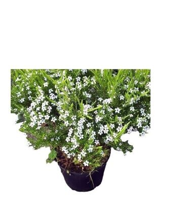 Diosma Hirsuta. Planta aromatica. 20-25 cm