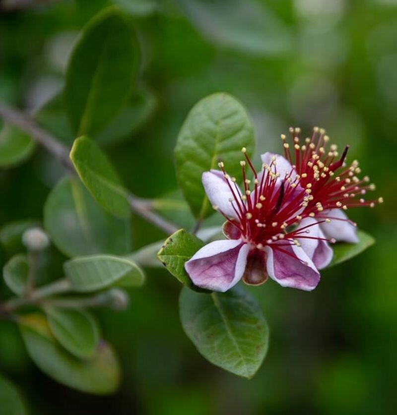 Guayabo del Brasil. Acca sellowiana. Feijoa. 50-60 cm