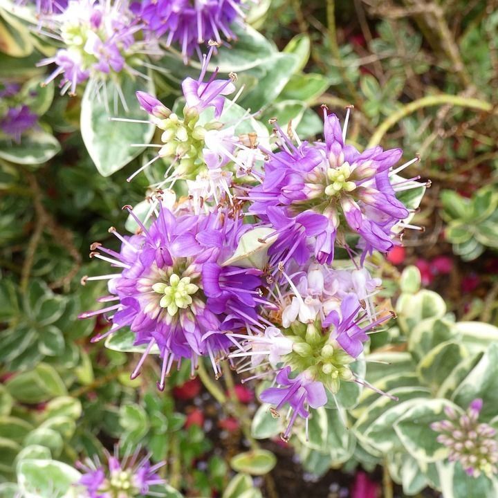 Hebe Veronica Tricolor. Atrae Mariposas. 30-40 cm.