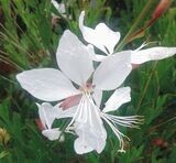 Gaura Blanca. Floracion duradera. Poco exigente. 30-40 cm