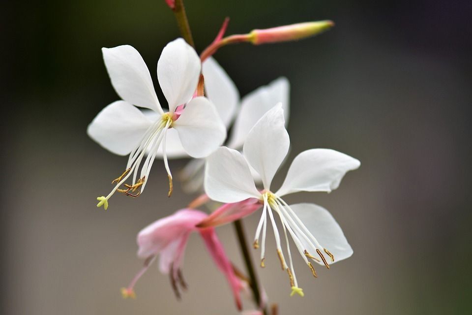 Gaura Blanca. Floracion duradera. Poco exigente. 30-40 cm
