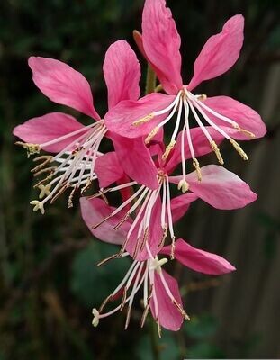 Gaura Rosa. Floracion duradera. Poco exigente. 40-50 cm