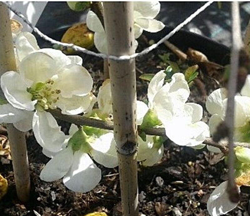 Membrillo japones. Chaenomeles Blanco. 30-40 cm