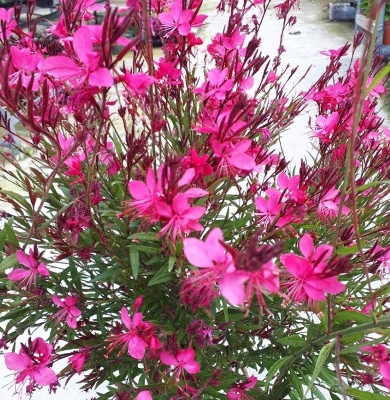Gaura Rosa. Floracion duradera. Poco exigente. 40-50 cm