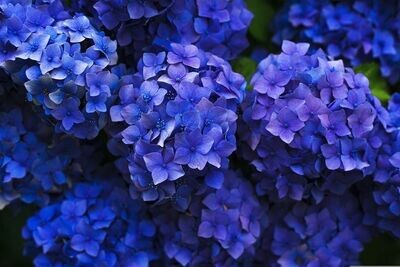 Planta natural Hortensia Azul. Hydrangea Azul. 30-40 cm