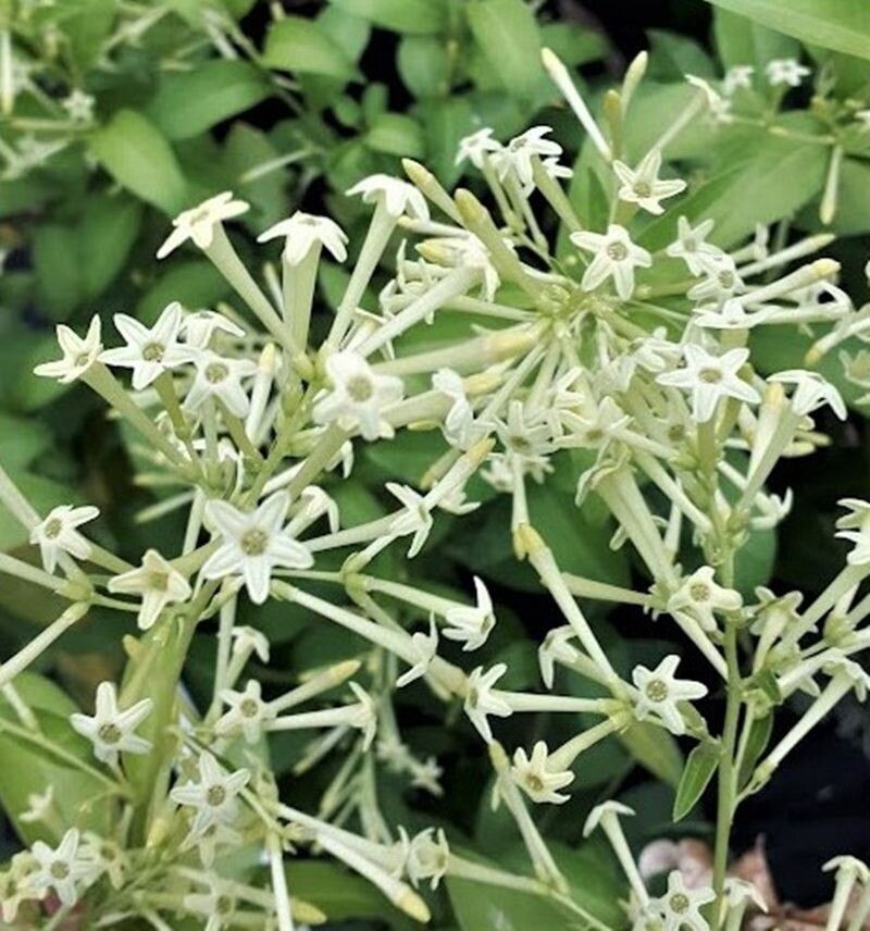Galán de noche o Cestrum nocturnum. Florece de noche. 40-50 cm