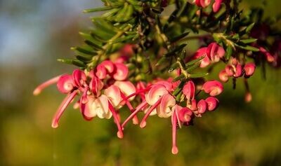 Grevillea Tamboritha. Flor Araña. 30-40 cm.