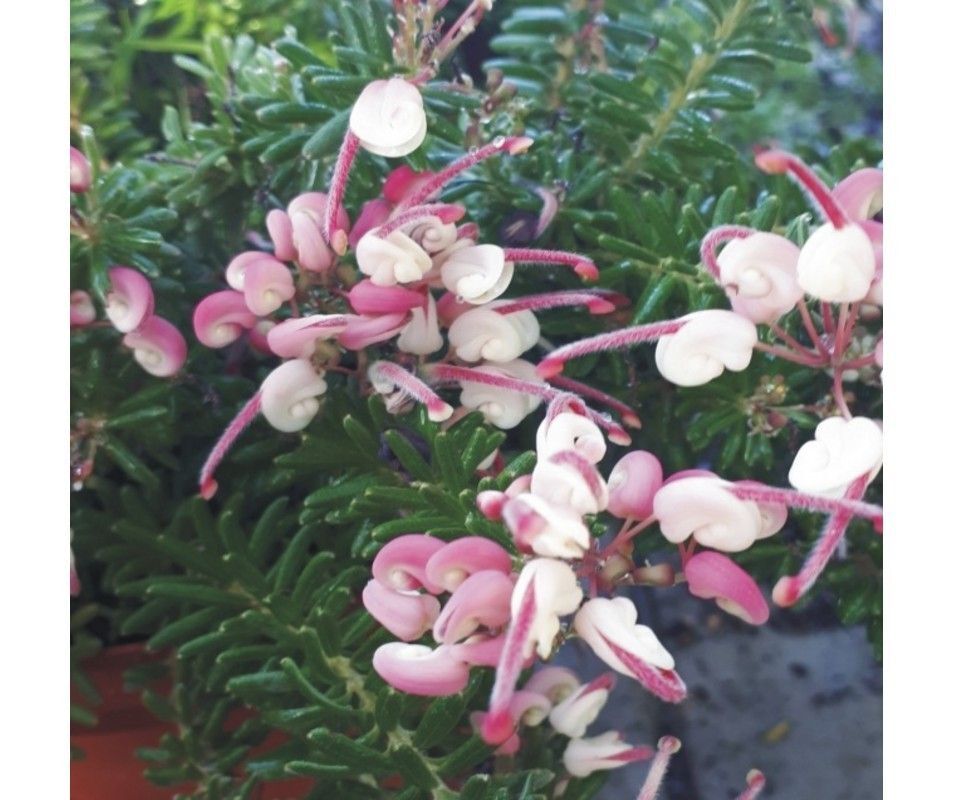 Grevillea Tamboritha. Flor Araña. 30-40 cm.