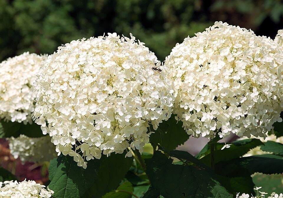 Planta natural Hortensia Blanca. Hydrangea Azul. 30-40 cm