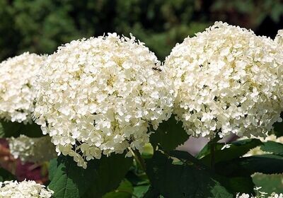 Planta natural Hortensia Blanca. Hydrangea Azul. 30-40 cm