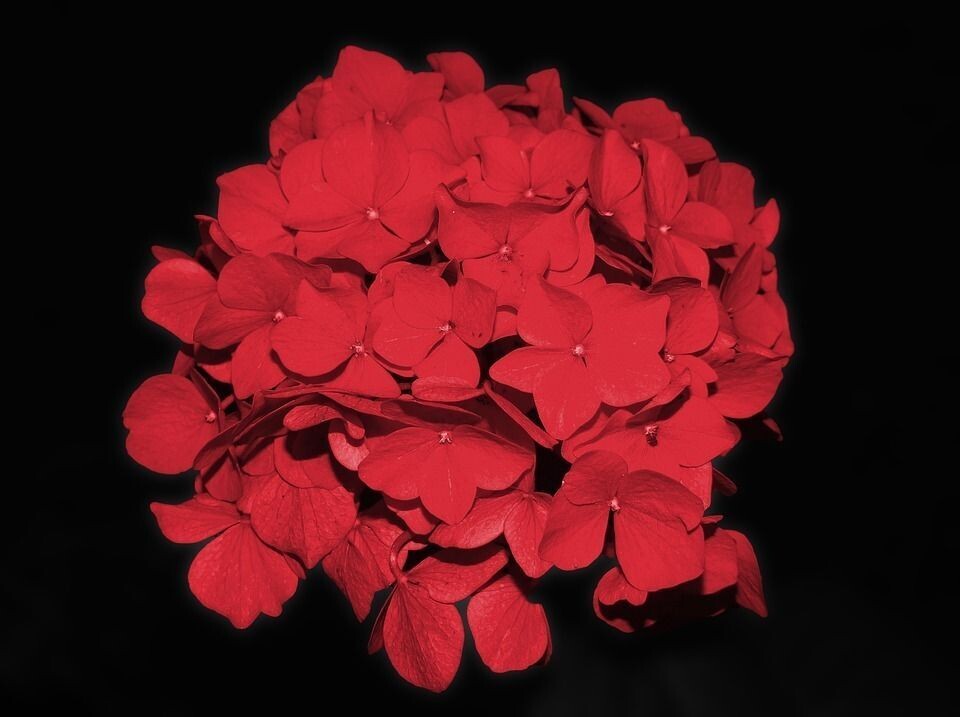 Planta natural Hortensia Roja. Hydrangea Roja. 30-40 cm