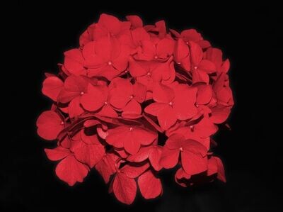 Planta natural Hortensia Roja. Hydrangea Roja. 30-40 cm