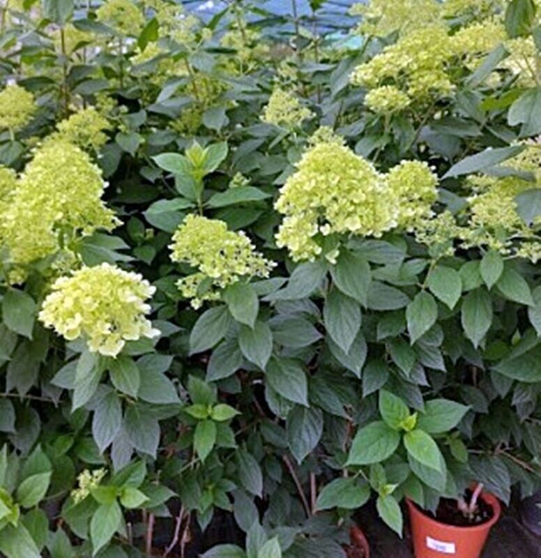 Hortensia Paniculata o Hydrangea paniculata. Hortensia del sol. 50 - 60 cm