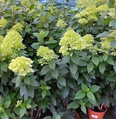 Hortensia Paniculata o Hydrangea paniculata. Hortensia del sol. 50 - 60 cm