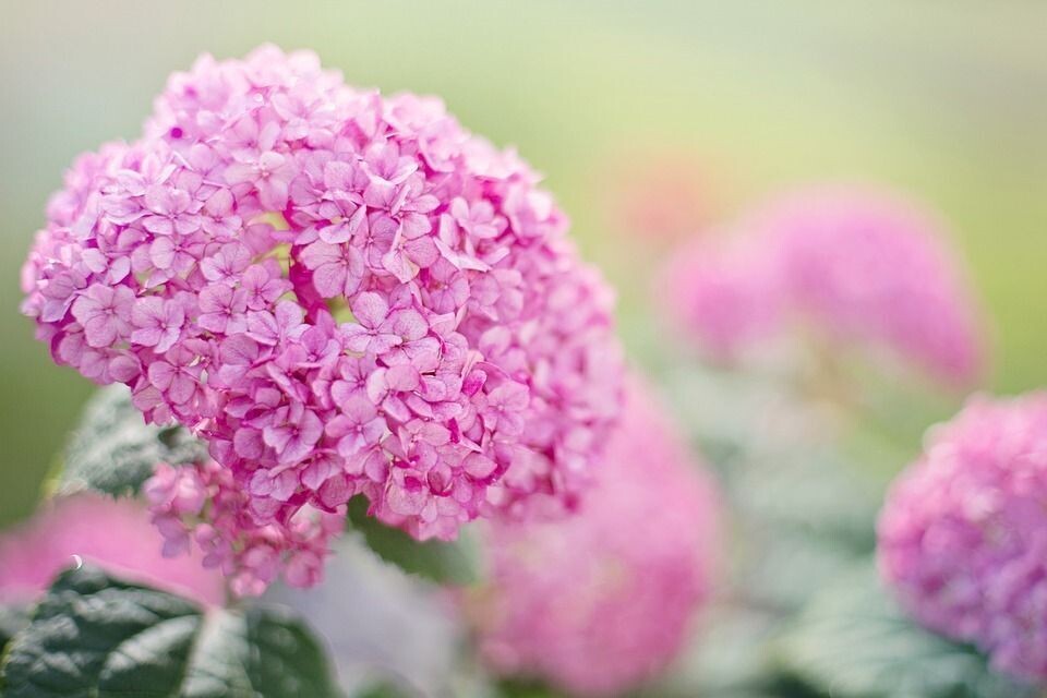 Planta natural Hortensia Rosa. Hydrangea Rosa. 30-40 cm