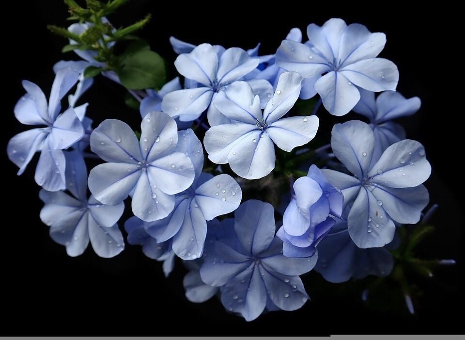 Planta Plumbago capensis o Jazmín del cielo o azul. 70-80 cm