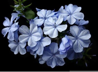 Planta Plumbago capensis o Jazmín del cielo o azul. 70-80 cm
