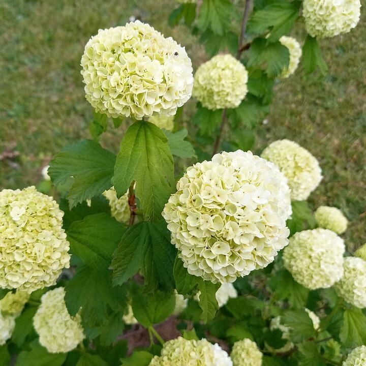 Planta Viburnum Opulus. Planta Bola de nieve. 30-40 cm