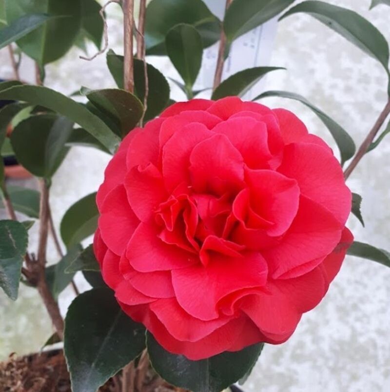 Camellia Japonica Roja. Planta exterior.  Camelia 30 - 40 cm