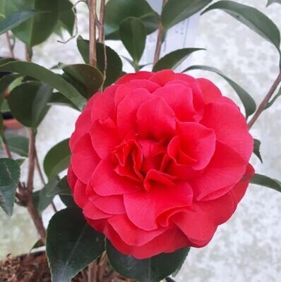 Camellia Japonica Roja. Planta exterior.  Camelia 30 - 40 cm