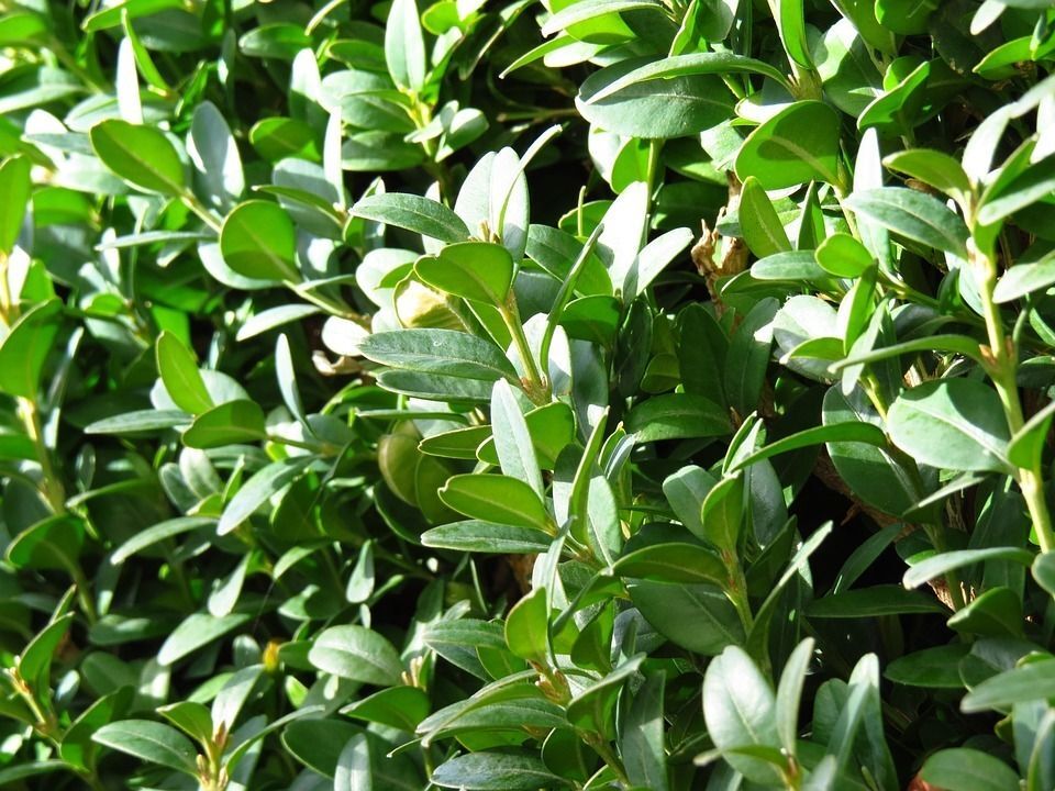 Pack 10-Buxus Sempervirens. Boj. Buxo. Planta Topiaria. 20-25 cm