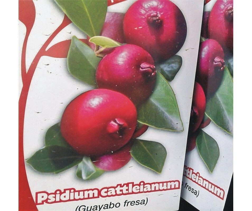 Planta Psidium Catteianum. Guayabo Fresa. 25-30 cm