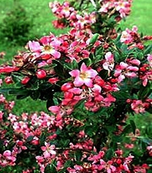 Planta Escalonia. Escallonia Red. 20-30 cm