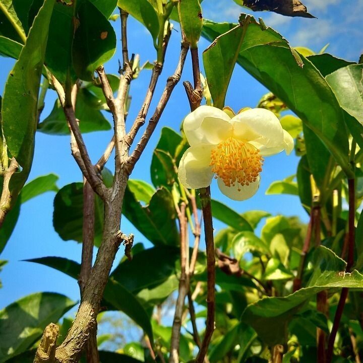 Planta Camelia Sinensis. Arbol del té y aceites. 20-30 cm